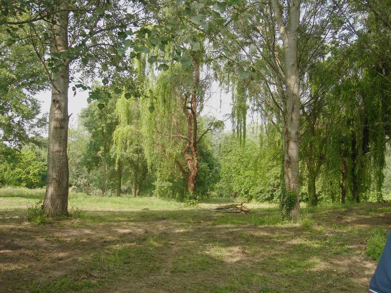 La golena ripulita: prato e alberi, senza rifiuti.